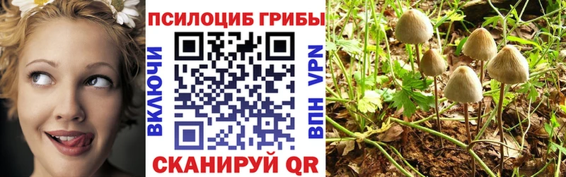 Купить  Бикин  Псилоцибиновые грибы Psilocybine cubensis 